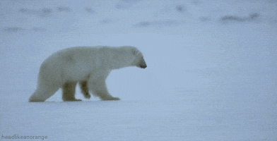 polar bear GIF by Head Like an Orange