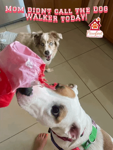 Trouble Dogwalker GIF by Pawfect Pet & House Sitter