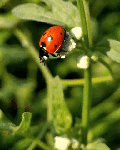 Ladybug GIF by Jenniferbrettdg