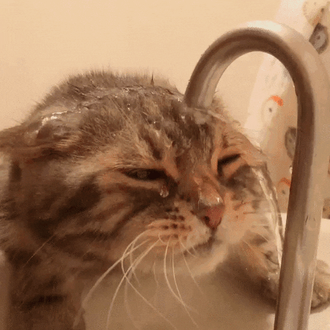  cat drinking thirsty hopeless faucet GIF