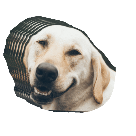 We Encourage Sticker