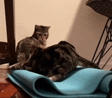 Cat GIF