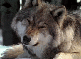 Confused Wolf animated GIF