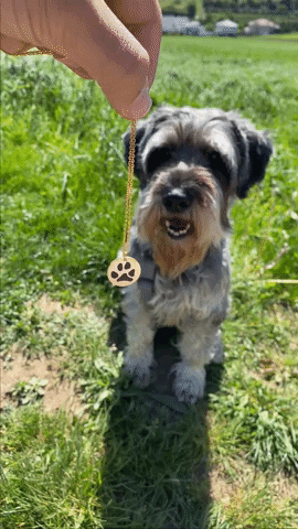 Mein Pfotenschmuck GIF