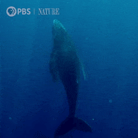 World Oceans Day Gifs Get The Best Gif On Giphy World Oceans Day Gifs Get The Best Gif On Giphy