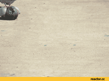 pigeon GIF