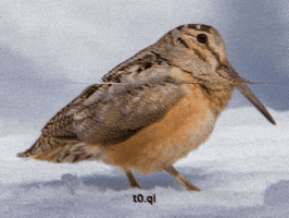 Bird Woodcock GIF