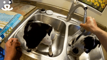 Dog Save Them All GIF by Best Friends Animal Society