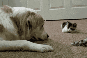 cat and dog wow GIF