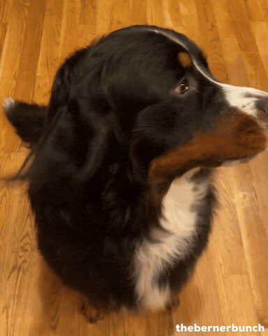 Happy Dog GIF