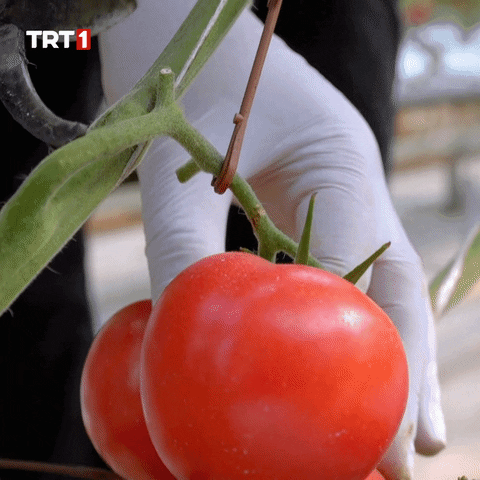 Hungry Health GIF by TRT