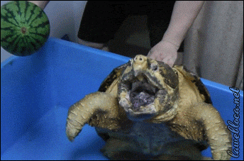 Bite Turtles GIF - Find & Share on GIPHY