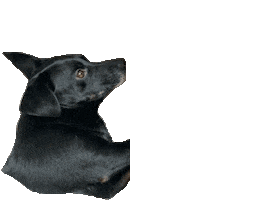 Malamarianne Sticker by dariadaria