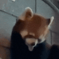 Red Panda GIF by Valley Zoo Development Society