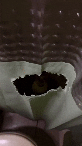 Cat GIF