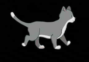 Grey Cat GIF
