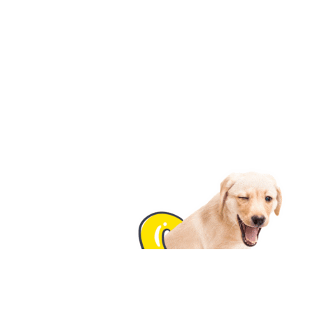 Yellow Lab Puppy Sticker by Pumpkin