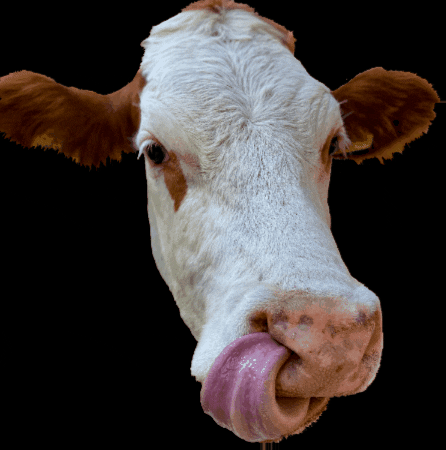 WengenSwiss milk cowboy cow switzerland GIF