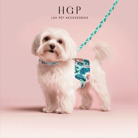 Hgp Pet Accessories GIF by Happy Go Puppy Luxury Pet Accessories