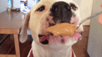 dogs love GIF