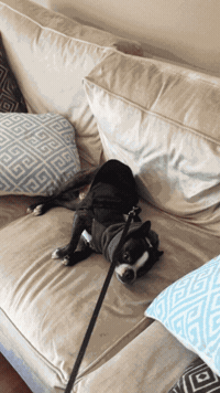 200w.gif