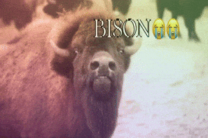 Son Bison GIF