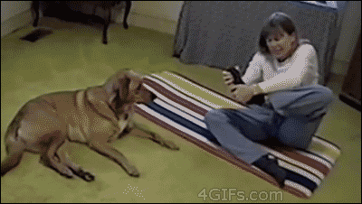 Dog Yoga GIF - Find & Share on GIPHY