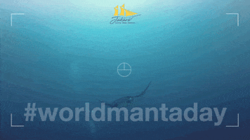 Manta Ray Komodo GIF by Jakare Liveaboard