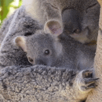 Cute-koala GIFs - Get the best GIF on GIPHY