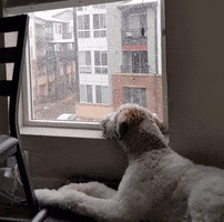 Dog GIF