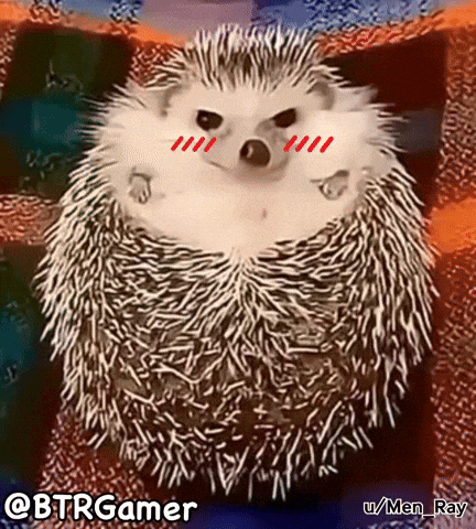 Cute Hedgehog GIF