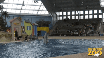 Water Swimming GIF by Brookfield Zoo