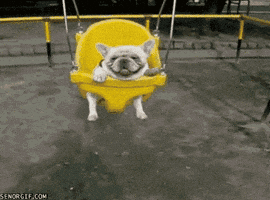 Dog GIF