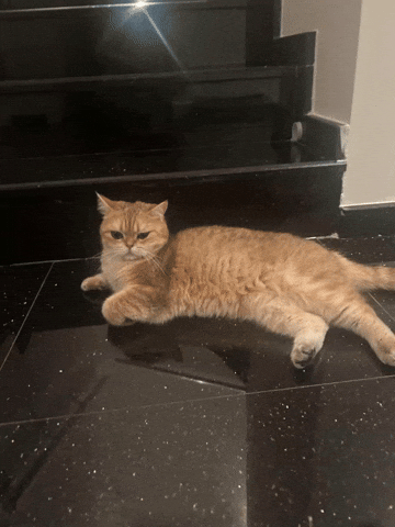 Cat Lay Down GIF