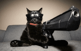 Cat No GIF