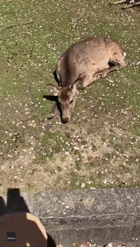 Docile Deer Accepts Cracker From Tourist in Nara Park