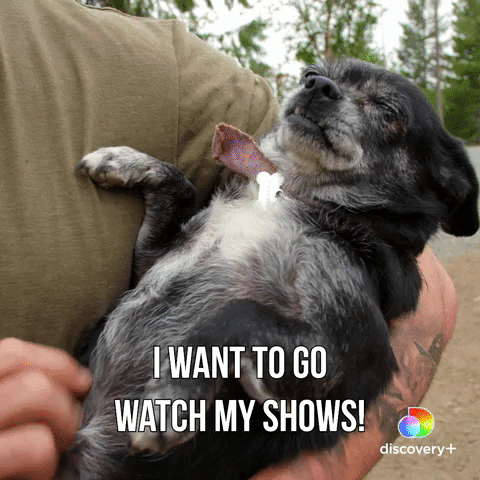 Dog-funny GIFs - Get the best GIF on GIPHY