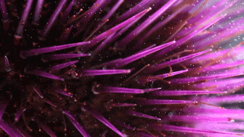 Sea Anemone Water GIF by TED