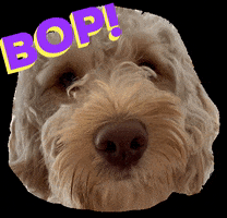 Dog Bop GIF by Frank & Bird