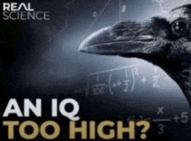 An Iq Too High GIF