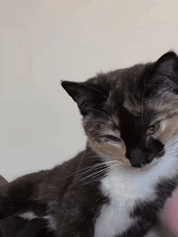 cultofbiscuit cat silly eyebrow eyebrow raise GIF