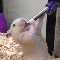 200w.gif