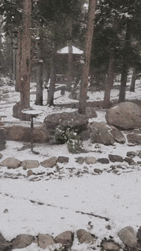 Chipmunks Zip Around Snowy Yard as Wintry Weather Hits Central Colorado