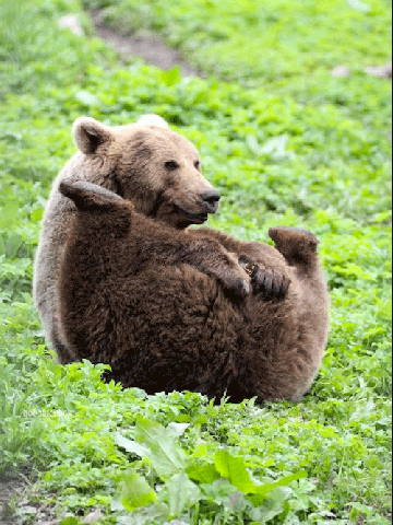 Giphy - fart GIF