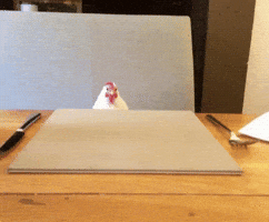 Bird Chicken GIF