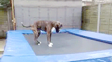 and GIF