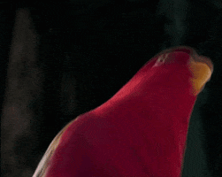 Bird GIF
