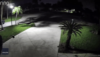 Bear Caught on Camera Sniffing Around South Florida Driveway