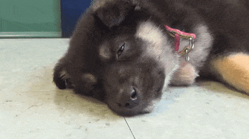 Tired Puppy GIF by Laurentian University