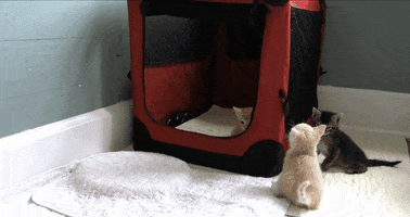 National Siblings Day GIF by Storyful